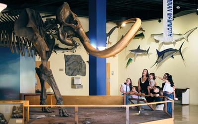 Discover Dinosaurs at the Natural History Museum of Utah