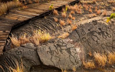 View Ancient Fossils at Mistaken Point
